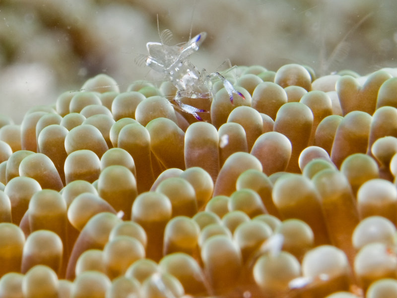 Shrimp, Mabul, Paradise 1 and 2